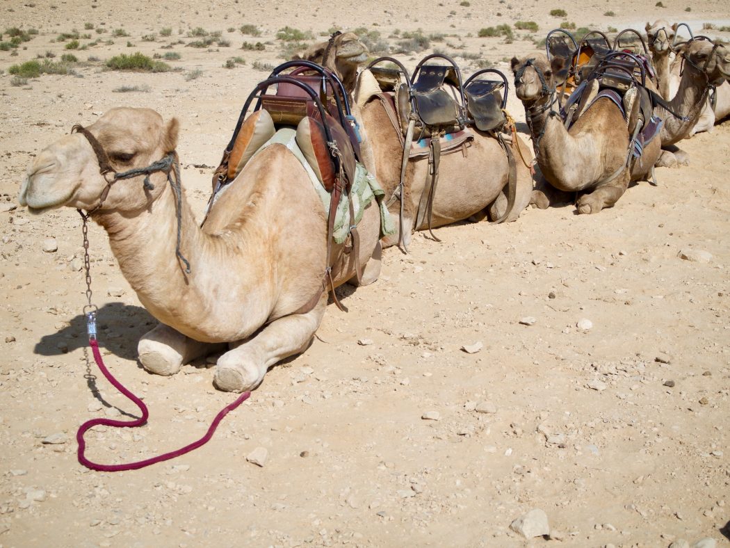 Drei Tage zwischen Beduinen, Totenstille & Meine Beauty- Survival-Tipps für die Wüste Negev